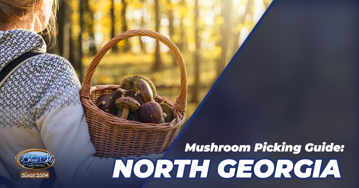 North Mushroom Picking Guide Blue Sky Cabin Rentals